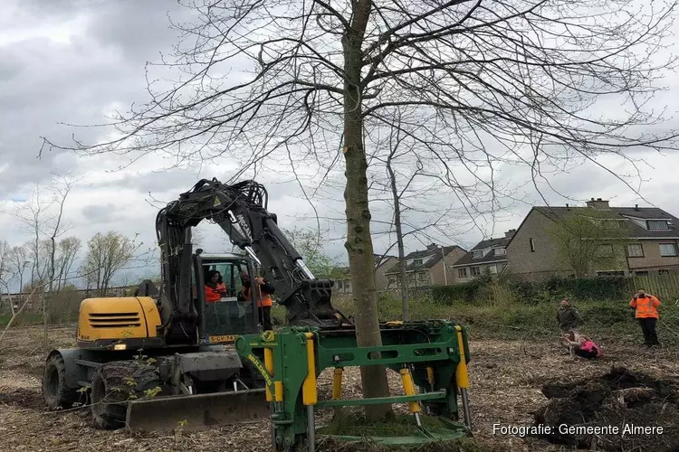 Wethouder van Garderen plant boom uit Almeers bomenregister in Landgoederenbuurt