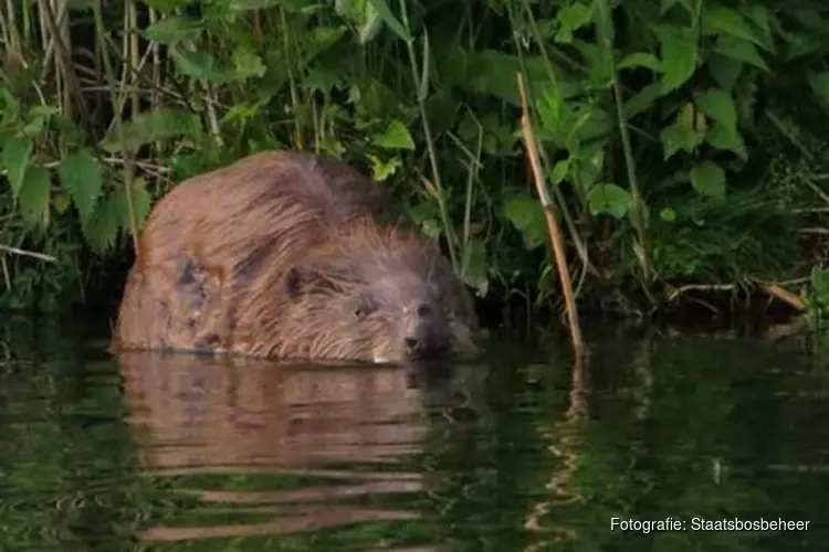 Speuren naar de bever tijdens een kanotocht van 10 km