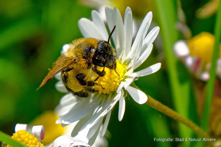 Het zoemt tijdens bijen -en insectendag stadslandgoed de Kemphaan