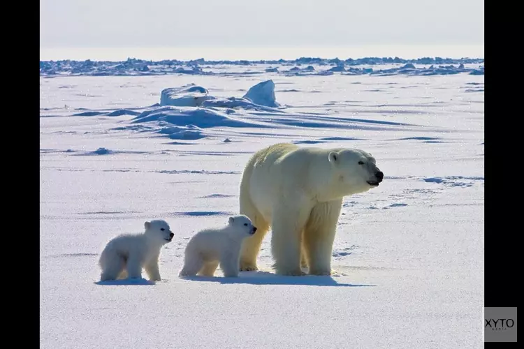 Canadese ijsberenbiologe Susan Crockford geeft lezing in Almere