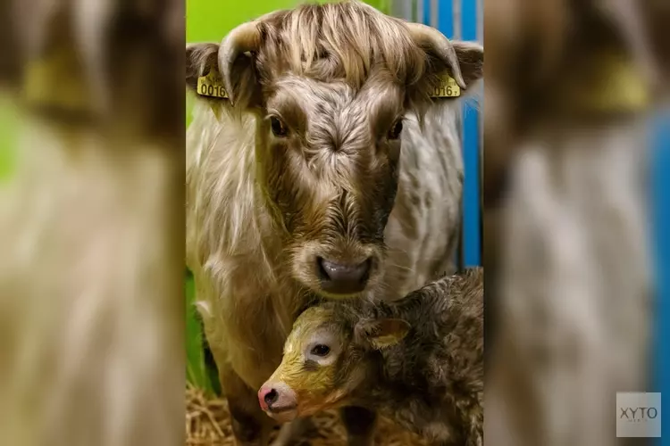 Koe Doortje bevalt van kerstkalfje op kinderboerderij Den Uylpark