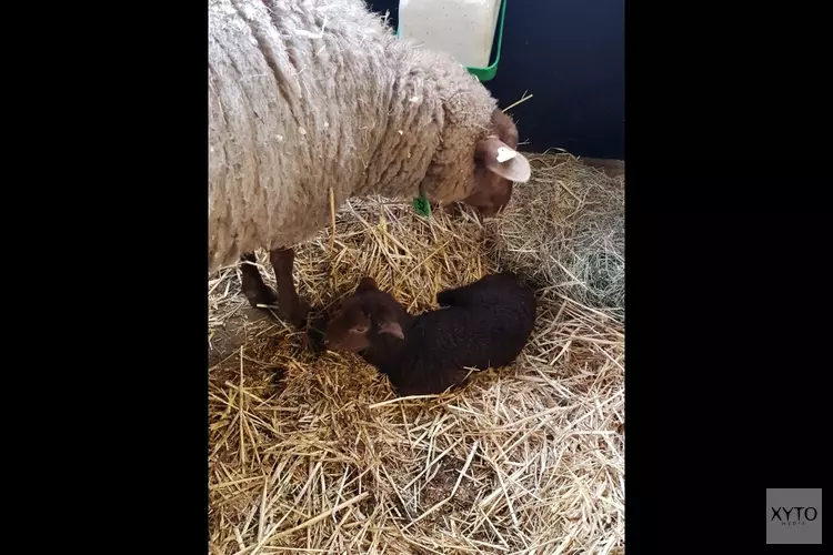 Eerste lam van 2020 geboren bij Kinderboerderij de Beestenbende