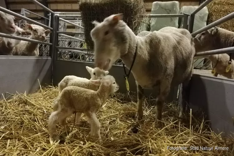 Eerste lammetjes van 2020 geboren in het Vroege Vogelbos