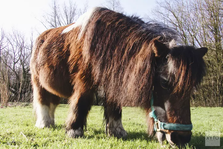 38-jarige Kobus is het leukste, oudste paard van Almere!