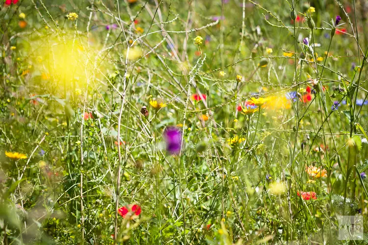 Maak van de meivakantie een staycation met Stad & Natuur