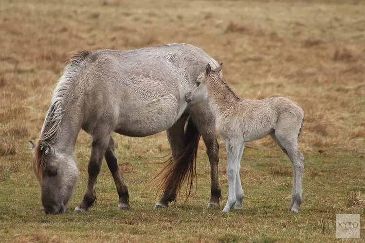 Paspoorten voor konikpaarden terecht afgegeven