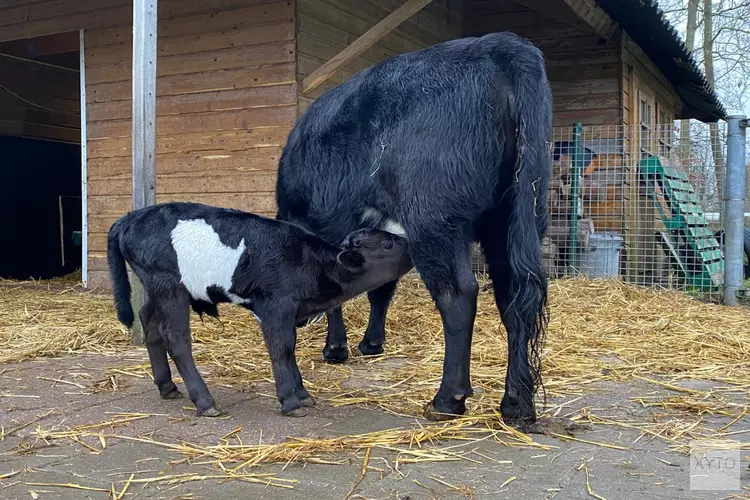 Dwergkalfje geboren op oudjaarsdag