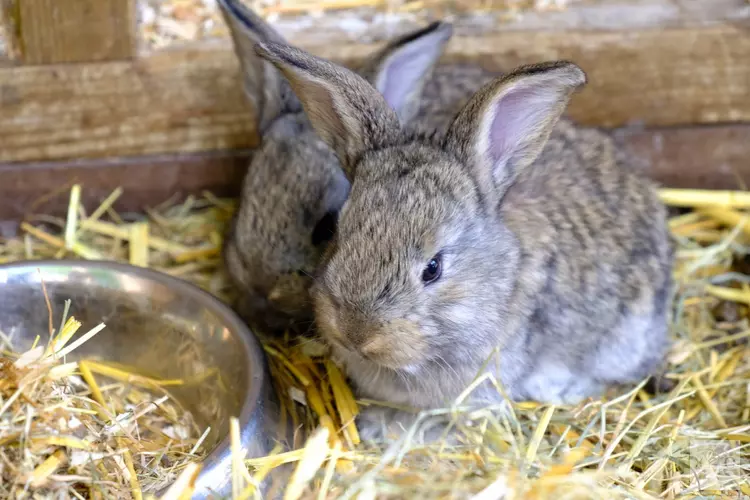 Investeerders gezocht voor konijnenvilla bij Kinderboerderij Den Uylpark