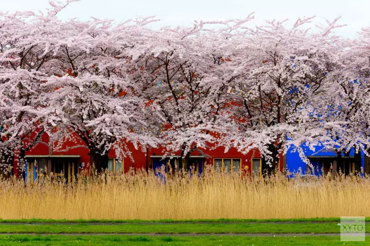Expo over kersenbloesemfeest- en bomen Almere verlengd