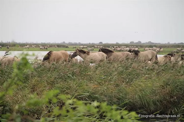 Staatsbosbeheer mag konikpaarden Oostvaardersplassen vangen voor de slacht