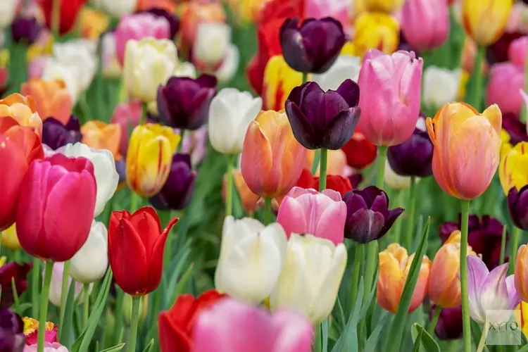 2250 gratis Floriade-kaarten voor Almeerders met een smalle beurs