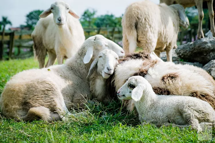 Stad & Natuur stopt eind 2021 met schapenbegrazing in Almere