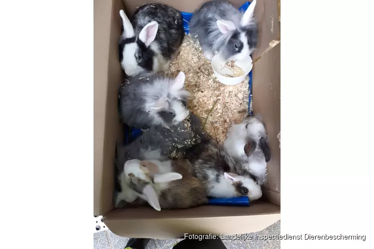 Inspectiedienst zoekt getuigen konijnendump Almere