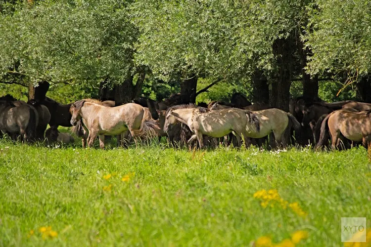 Laten grazen van konikpaarden op Oostvaardersveld is in strijd met de wet