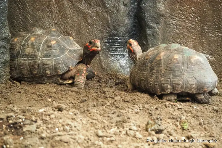 Nieuwe diersoort en nieuw ecodisplay in Almere Jungle