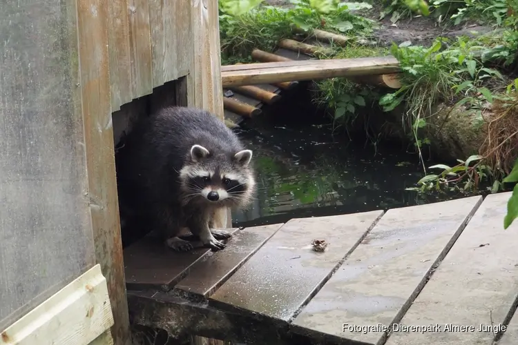 Dierenpark Almere Jungle verwelkomt vier nieuwe wasberen