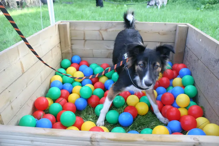 Expeditie Dierendag: Een uniek festival voor honden en baasjes in Almere