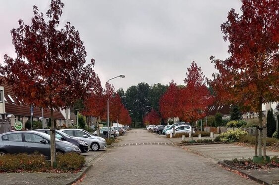 Buurtwandelingen Gezonde Buurt Molenbuurt