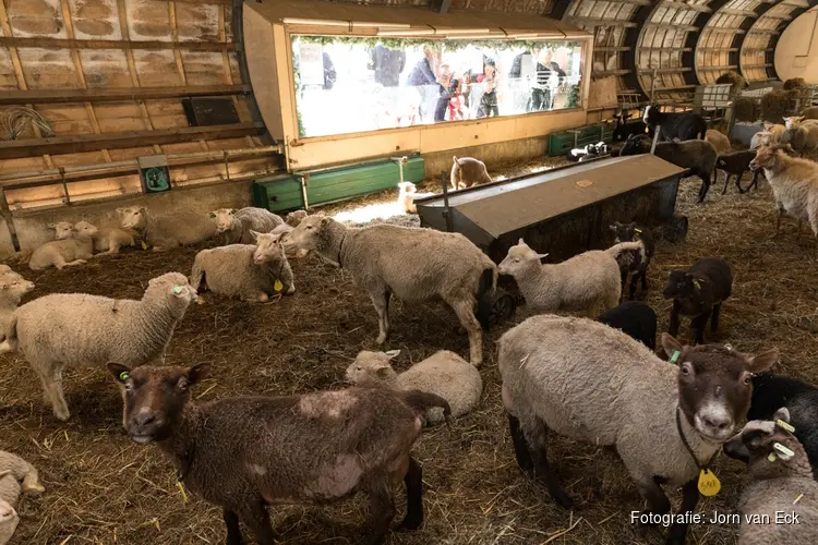 Schapenpraatjes bij de Schaapskooi in het Vroege Vogelbos