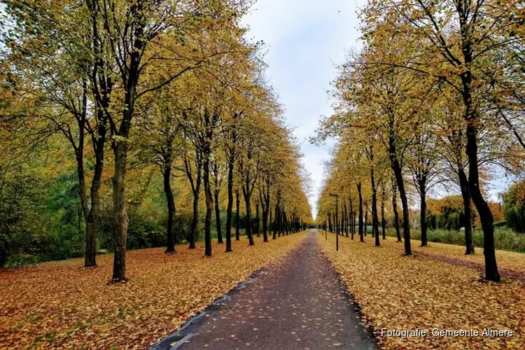 Meer ruimte voor gezonde bomen aan het Fongerspad!